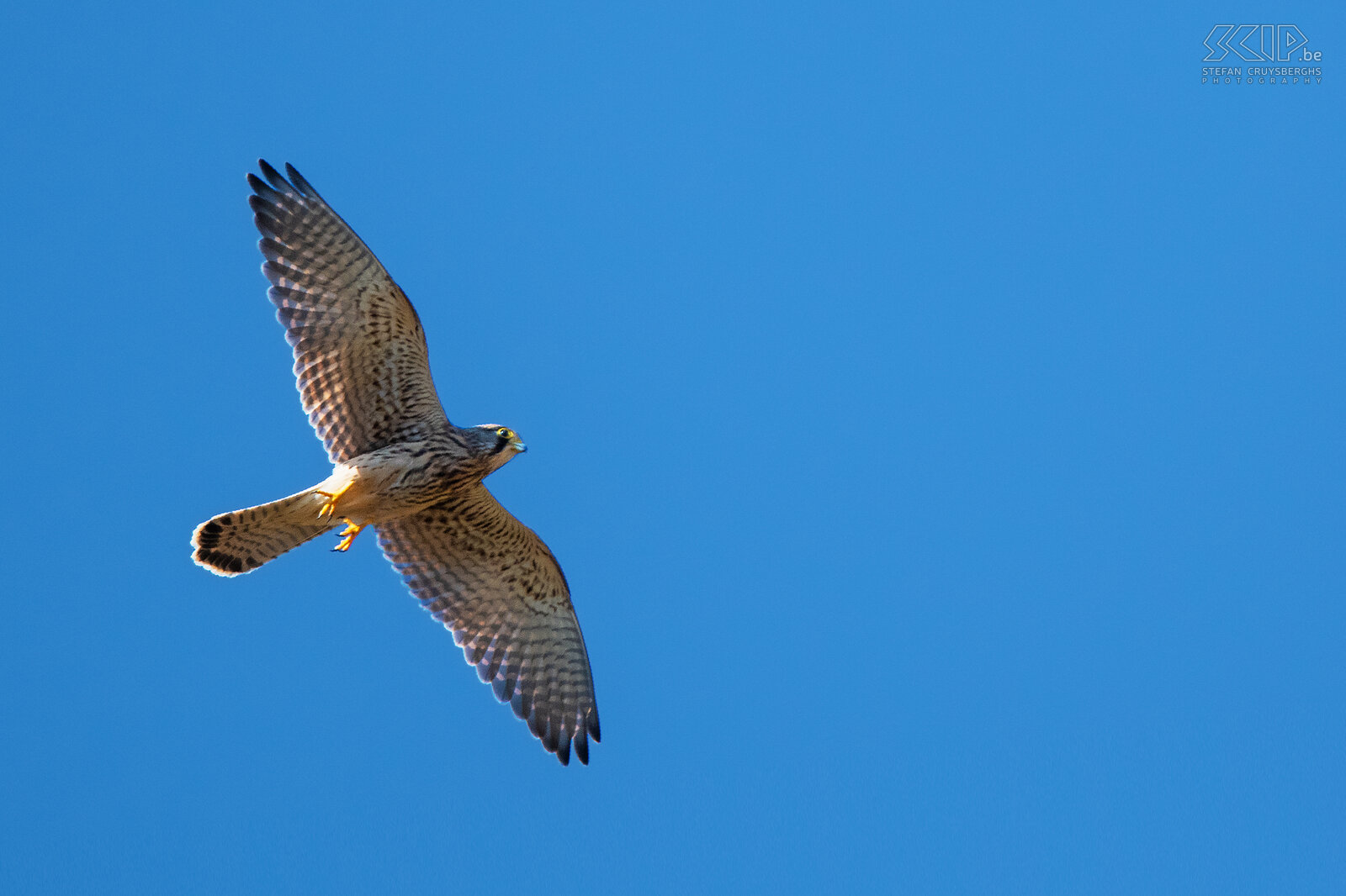 Birds of prey - Kestrel  Stefan Cruysberghs